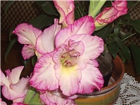 9f9a1d3e-Picture 002.jpg